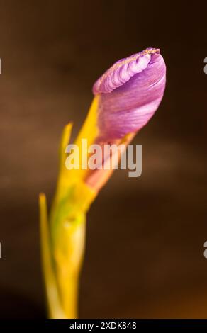 Detail macro photography of the bud of a lilac plant. It has the selective focus and out of focus parts. Stock Photo