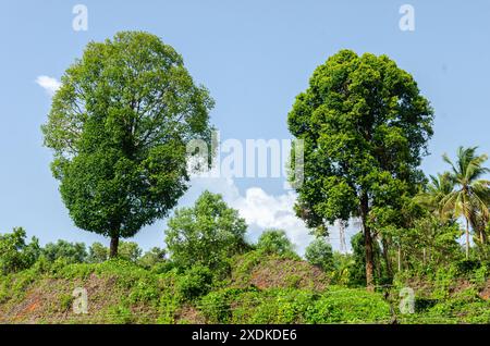 Oval shaped large twin green trees on a hillside Stock Photo