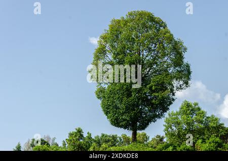 Large oval shaped green tree on a hill Stock Photo
