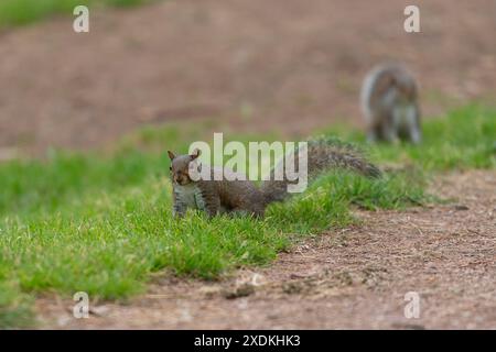 Grey Squirrels Stock Photo