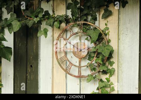 English garden photograph on a sunny June afternoon. Old skeleton clock face fixed to fence in full sun with ivy growing through the clock. Stock Photo