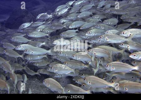 Large school of fish under water with silvery fish, armpit bream (Pagellus acarne), in blue ocean. Dive site Bufadero, Palm Mar, Tenerife, Canary Stock Photo