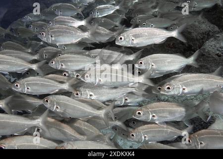 Dense shoal of silver fish, armpit bream (Pagellus acarne), swimming underwater. Dive site Bufadero, Palm Mar, Tenerife, Canary Islands, Spain Stock Photo