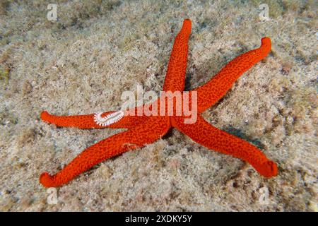 A mediterranean red sea star (Echinaster sepositus) lies on the sandy seabed. A fire bristle worm (Hermodice carunculata) lies on one arm. Dive site Stock Photo