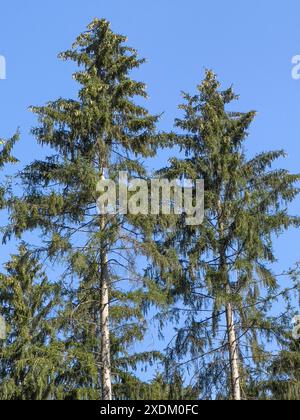 Two trees European spruce (Picea abies) carry on branches of crown small cones spruce cones pine cones, Germany Stock Photo
