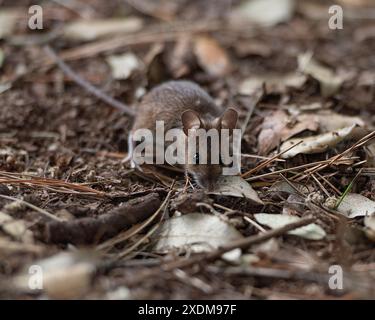 Apodemus sylvaticus, woodmouse Stock Photo