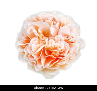 Beautiful lush Light White rose bloom isolated on white background. Soft Pink color flower. Floral design element. Soft Pink English rose blossom bud Stock Photo