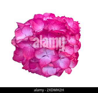 Pink Hydrangea flowers isolated on white. Blossoms of Hortensia or Hydrangea plant close-up. Floral design element with clipping mask for cards, invit Stock Photo