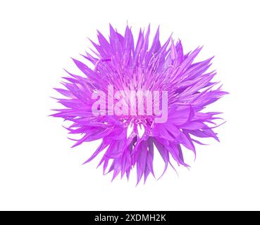 Pink flower of Persian cornflower (Whitewash) or Psephellus dealbatus isolated on white background. Floral design element with clipping mask for cards Stock Photo