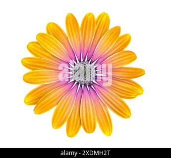 Beautiful purple-orange Osteospermum or African Daisy flower isolated on white background. Object with clipping mask for design. Stock Photo