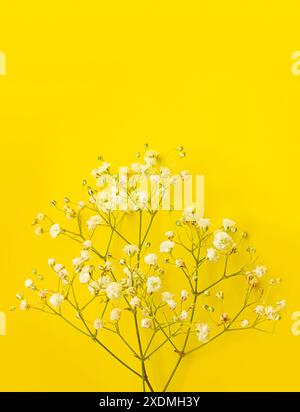 White sprigs of gypsophila on a yellow background with copy space for text or design. Greeting card Happy birthday, Mother's day, happy Wedding day. I Stock Photo