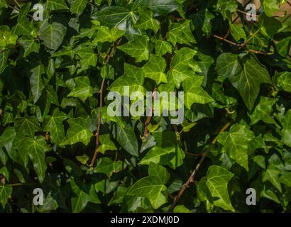 Ivy texture. A wall of fresh green leaves as a botanical background. Hedera Canariensis, Algerian ivy close up. Climbing ornamental plant, creeping gr Stock Photo