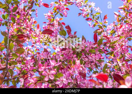 Close up of pink Apple Tree Flowers on a tree in spring park. Blooming Pink Apple tree in the spring garden. Spring background. Stock Photo