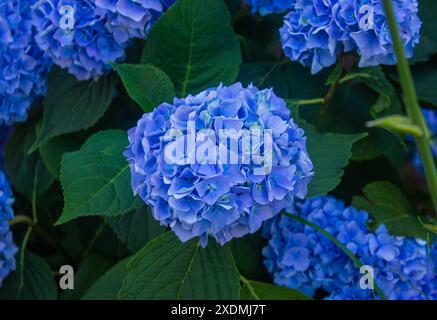 Blue hydrangea flowers close up. Lush bush with abundance of blue Hydrangea flowers with green leaves growing in garden on summer day from above. Stock Photo