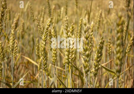 Rural scenery. Background of ripening Ears of Wheat field. Crops field. Selective focus. Field landscape. Close-up of wheat growing outdoors. Stock Photo