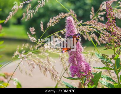 Butterfly Peacock Eye on a Pink flower. A butterfly collects nectar from flowers on a summer day. Stock Photo