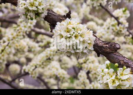 Prunus salicina 'Burbank' - Japanese Plum tree branches with white flower blossoms in spring. Stock Photo