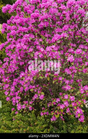 Rhododendron 'P.J.M. Elite' shrub with pink flower blossoms in spring. Stock Photo
