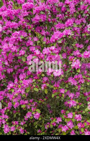 Rhododendron 'P.J.M. Elite' shrub with pink flower blossoms in spring. Stock Photo
