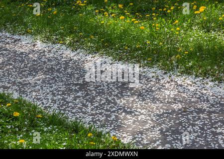 Gravel path covered with white fallen Malus - Apple tree flower blossom petals in spring, Montreal Botanical Garden, Quebec, Canada. Stock Photo