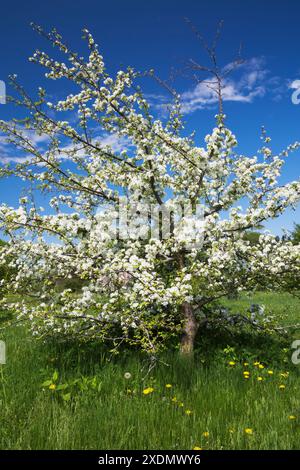 Malus - Apple tree with white flower blossoms in spring, Montreal Botanical Garden, Quebec, Canada. Stock Photo