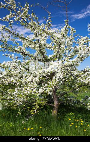 Malus - Apple tree with white flower blossoms in spring, Montreal Botanical Garden, Quebec, Canada. Stock Photo