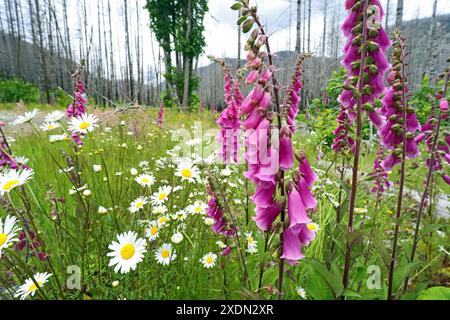 Oxeye Daisies and wild foxglove wildflowers growing in an old forest fire burn two years after the fire, along the Little North Santiam River in the C Stock Photo