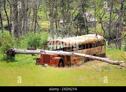An old schoolbus destroyed by a massive forest fire in the Santiam Valley along the North Little Santiam River in the Willamette National Forest in th Stock Photo