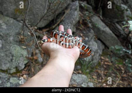 Sonoran Mountain Kingsnake (Lampropeltis pyromelana) in hand Stock Photo