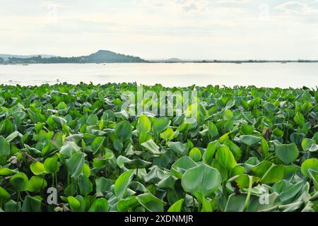 Water hyacinth covering a portion of Laguna lake in the Philippines. Stock Photo