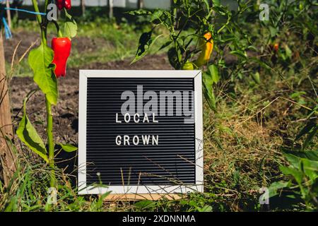 LOCAL GROWN message on background of fresh eco-friendly bio grown bell peppers in garden. Countryside food production concept. Locally produce harvesting. Sustainability and responsibility  Stock Photo