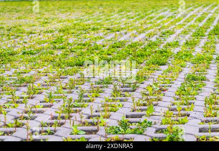 Green grass growing through the cobble stones, outdoor garden flooring background photo texture. Grass grows through paving slabs. Pattern from the fl Stock Photo