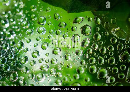 Abstract view of raindrops suspended on a spider's web. Stock Photo