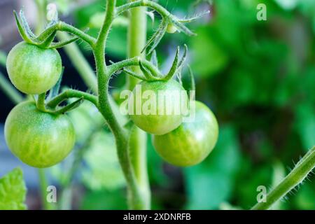 Unripened cherry tomatos grow on a urban patio. Stock Photo