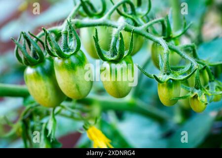 Unripened cherry tomatos grow on a urban patio. Stock Photo