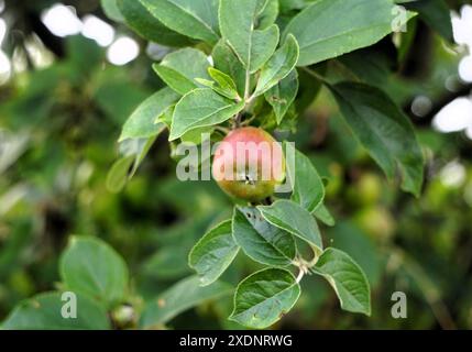 A close-up of a single apple growing on a tree branch with green leaves in a garden Stock Photo