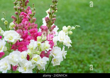 Beautiful white madame butterfly and vibrant pink snapdragons. Snaps close up. Various colors snapdragon flowers close up background. Stock Photo
