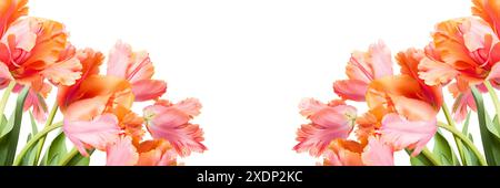 Spring bouquet of Amazing parrot tulips isolated over white background. Floral banner. Beautiful tulips design template. Stock Photo