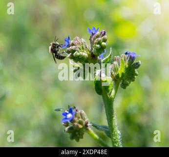 A bee collects pollen from delicate blue flowers on a green stem in a meadow bathed in sunshine. Stock Photo