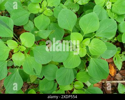 Indian nettle plant or Acalypha indica on dirt land, Green leaves of plants and herbs that cats love to eat and make kittens happy and drunk Stock Photo