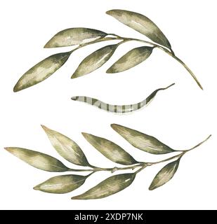 Watercolor hand drawn olive branch illustration Stock Photo - Alamy