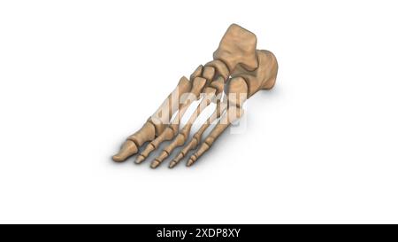 Human Leg bones isolated on white background Stock Photo