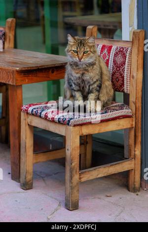 Cat is posing on traditional Turkish carpet and pillows. Taken near Eminonu region of Istanbul, Turkey Stock Photo