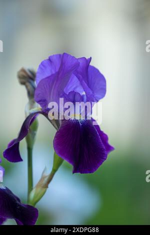 Close-up of a purple iris flower Stock Photo