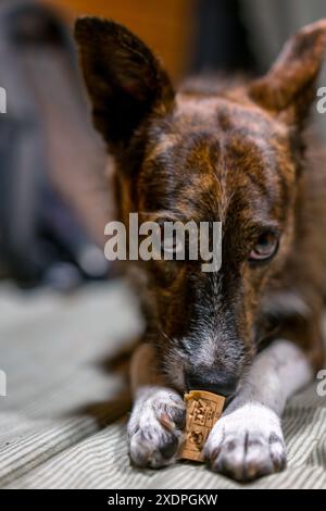 Cute brown dog chewing and licking a wine cork looking at the camera Stock Photo