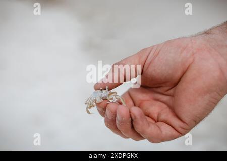 Close up of hand holding a sand crab on the Gulf Coast Stock Photo