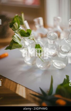 Clipping and Propogating Hydrangea Shrubs Stock Photo