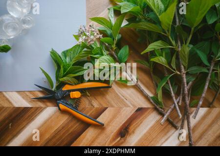 Clipping and Propogating Hydrangea Shrubs Stock Photo