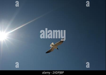 Seagull flying in blue sky with bright sunburst Stock Photo