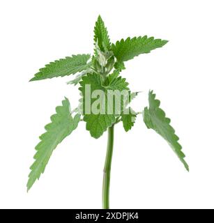 Bunch of lemon balm or melissa plant isolated on white background. Fresh green mint leaf. Clipping path Stock Photo